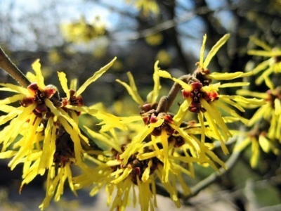 Witch Hazel Pulp Extract